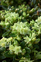 Shamrock Rhododendron (Rhododendron 'Shamrock') at Lakeshore Garden Centres
