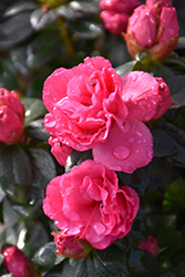 Ripples Azalea (Rhododendron 'Ripples') at Lakeshore Garden Centres