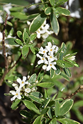 Summer Ice Daphne (Daphne x transatlantica 'Summer Ice') at Lakeshore Garden Centres