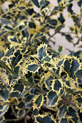 Santa's Delight Holly (Ilex aquifolium 'Sadezam') at Lakeshore Garden Centres