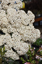 Spring Bouquet Viburnum (Viburnum tinus 'Spring Bouquet') at Lakeshore Garden Centres