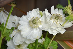 Harmony Double White Anemone (Anemone 'Harmony Double White') at Lakeshore Garden Centres