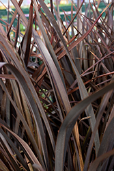 Amazing Red New Zealand Flax (Phormium 'Amazing Red') at Lakeshore Garden Centres