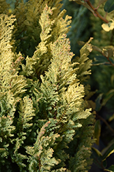 Golden Surprise Lawson Falsecypress (Chamaecyparis lawsoniana 'Golden Surprise') at Lakeshore Garden Centres