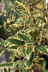 Hosoba Fukurin Silverberry (Elaeagnus pungens 'Hosoba Fukurin') at Lakeshore Garden Centres