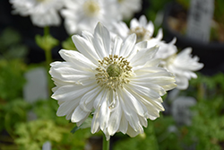 Harmony Double White Anemone (Anemone 'Harmony Double White') at Lakeshore Garden Centres