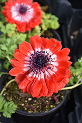 Harmony Double Scarlet Anemone (Anemone 'Harmony Double Scarlet') at Lakeshore Garden Centres