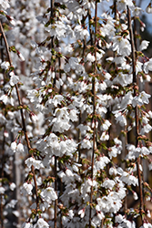 Snow Fountains Yoshino Cherry (Prunus 'Snow Fountains') at Lakeshore Garden Centres