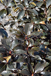 Ebony Pearl Rhododendron (Rhododendron 'Ebony Pearl') at Lakeshore Garden Centres