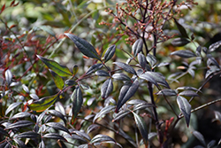 Plum Passion Nandina (Nandina domestica 'Monum') at Lakeshore Garden Centres