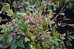 Twilight Nandina (Nandina domestica 'Twilight') at Lakeshore Garden Centres