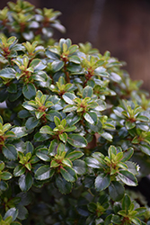 Dwarf Escallonia (Escallonia 'Compacta') at Lakeshore Garden Centres