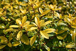 Gold Brian Escallonia (Escallonia x exoniensis 'Gold Brian') at Lakeshore Garden Centres