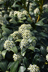 Dwarf Female Japanese Skimmia (Skimmia japonica 'Dwarf Female') at Lakeshore Garden Centres