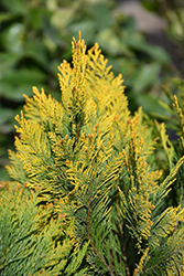 Lutea Nana Lawson Falsecypress (Chamaecyparis lawsoniana 'Lutea Nana') at Lakeshore Garden Centres
