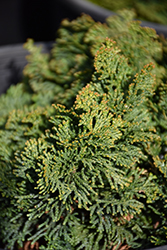 Hage Hinoki Falsecypress (Chamaecyparis obtusa 'Hage') at Lakeshore Garden Centres