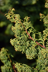 Little John Hinoki Falsecypress (Chamaecyparis obtusa 'Little John') at Lakeshore Garden Centres