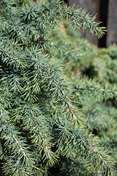Divinely Blue Deodar Cedar (Cedrus deodara 'Divinely Blue') at Lakeshore Garden Centres