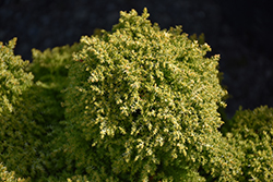 Twinkle Toes Japanese Cedar (Cryptomeria japonica 'Twinkle Toes') at Lakeshore Garden Centres