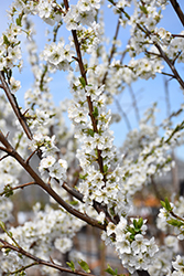 Shiro Plum (dwarf) (Prunus 'Shiro (dwarf)') at Lakeshore Garden Centres