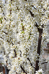 Flavor Grenade Pluot (Prunus 'Flavor Grenade (dwarf)') at Lakeshore Garden Centres