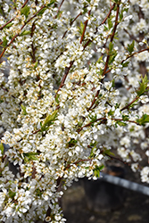 Flavor King Pluot (Prunus 'Flavor King') at Lakeshore Garden Centres