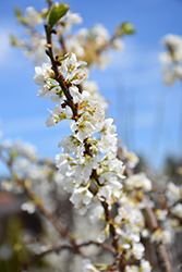 Flavor Supreme Pluot (Prunus 'Flavor Supreme (dwarf)') at Lakeshore Garden Centres