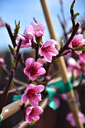 Dwarf Frost Peach (Prunus persica 'Frost (dwarf)') at Lakeshore Garden Centres