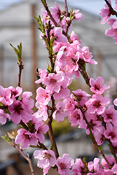 Fantasia Nectarine (dwarf) (Prunus persica var. nucipersica 'Fantasia (dwarf)') at Lakeshore Garden Centres