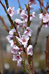 Sunglo Nectarine (dwarf) (Prunus persica var. nucipersica 'Sunglo (dwarf)') at Lakeshore Garden Centres