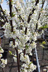 Satsuma Plum (dwarf) (Prunus 'Satsuma (dwarf)') at Lakeshore Garden Centres
