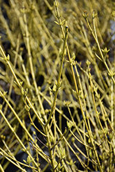 Creme de Mint Tatarian Dogwood (Cornus alba 'Crimzam') at Lakeshore Garden Centres