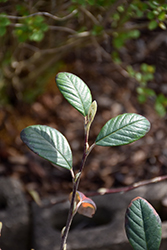 Parney's Cotoneaster (Cotoneaster lacteus) at Lakeshore Garden Centres