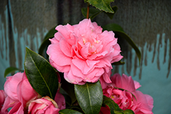 Kumasaka Camellia (Camellia japonica 'Kumasaka') at Lakeshore Garden Centres