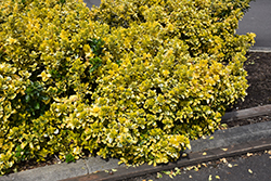 Gold Variegated Japanese Euonymus (Euonymus japonicus 'Aureomarginatus') at Lakeshore Garden Centres