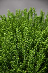 McKeanii Hebe (Hebe 'McKeanii') at Lakeshore Garden Centres