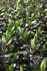 Sunset Boulevard Hebe (Hebe 'Sunset Boulevard') at Lakeshore Garden Centres