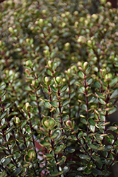 Champion Hebe (Hebe 'Champseiont') at Lakeshore Garden Centres