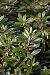 Patty's Purple Hebe (Hebe 'Patty's Purple') at Lakeshore Garden Centres