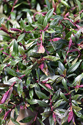 Pretty In Pink Hebe (Hebe 'Pretty In Pink') at Lakeshore Garden Centres