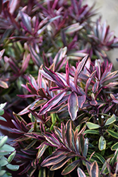 Purple Shamrock Hebe (Hebe 'Neprock') at Lakeshore Garden Centres