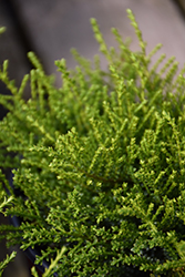 Karo Golden Esk Hebe (Hebe 'Karo Golden Esk') at Lakeshore Garden Centres