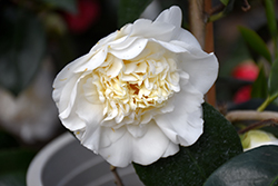 Shiro Chan Camellia (Camellia japonica 'Shiro Chan') at Lakeshore Garden Centres