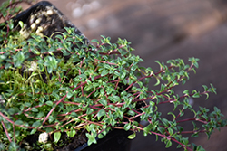 Caraway Thyme (Thymus herba-barona) at Lakeshore Garden Centres