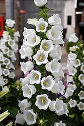 Champion White Canterbury Bells (Campanula 'Champion White') at Lakeshore Garden Centres