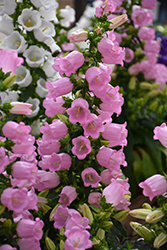 Champion Pink Canterbury Bells (Campanula 'Champion Pink') at Lakeshore Garden Centres