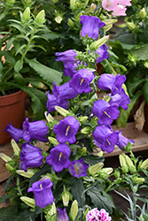 Champion Blue Canterbury Bells (Campanula 'Champion Blue') at Lakeshore Garden Centres