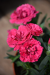 Oscar Cherry and Velvet Carnation (Dianthus caryophyllus 'KLEDP07089') at Lakeshore Garden Centres