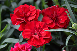 Oscar Dark Red Carnation (Dianthus caryophyllus 'KLEDP11108') at Lakeshore Garden Centres