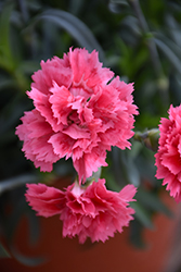 Oscar Salmon Carnation (Dianthus caryophyllus 'KLEDP15179') at Lakeshore Garden Centres